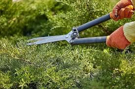 贝博艾佛森 崇明市政绿化种植土单价